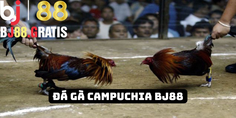 BJ88 - Đá gà Campuchia nổi tiếng khắp nhà cái Châu Á