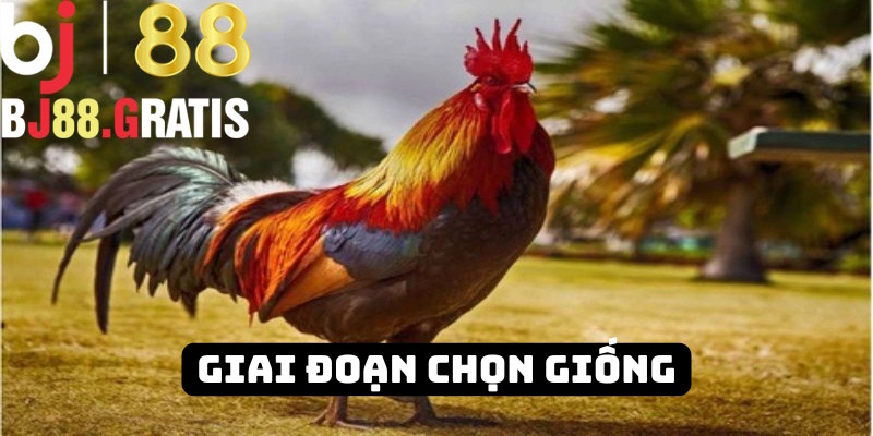 Chọn giống trở thành công đoạn quan trọng
