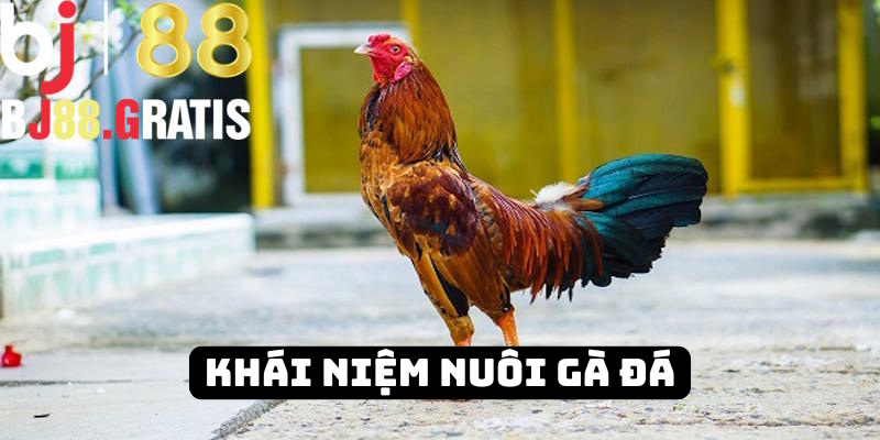 BJ88 nêu rõ khái niệm cách nuôi gà đá