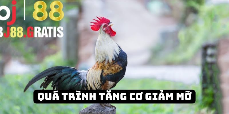Nuôi gà BJ88 trong quá trình siết cơ giảm mỡ
