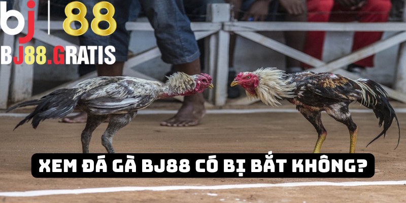BJ88 - Giải đáp thắc mắc đi xem đá gà có bị bắt không