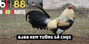 Nhà cái BJ88 hướng dẫn tân binh cách xem tướng gà chuẩn 2025